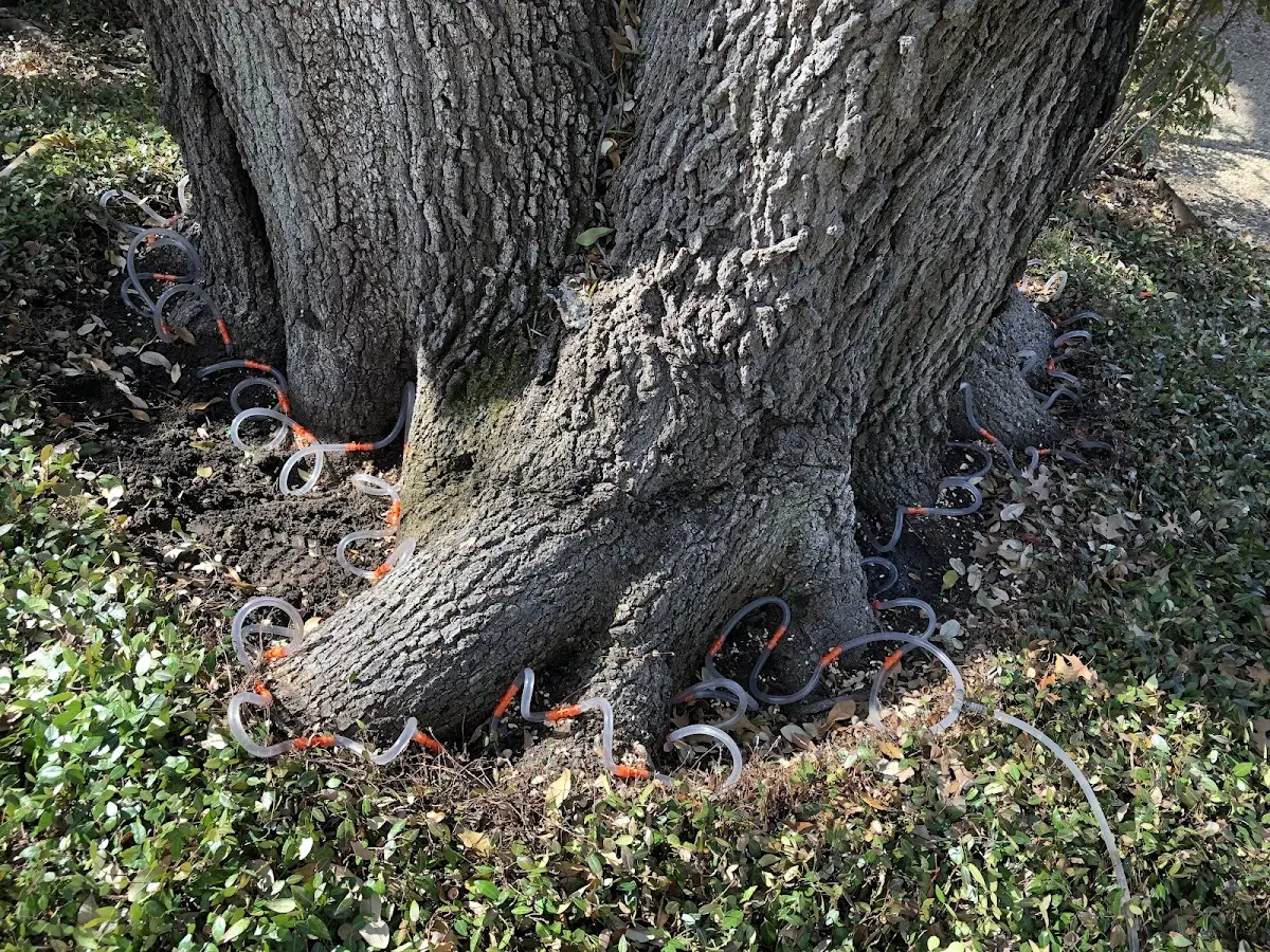 Detailed Tree Cabling and Bracing job site in Willis Wharf