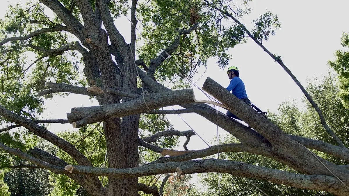 Professional Crown Thinning performed by certified arborists in Willis Wharf