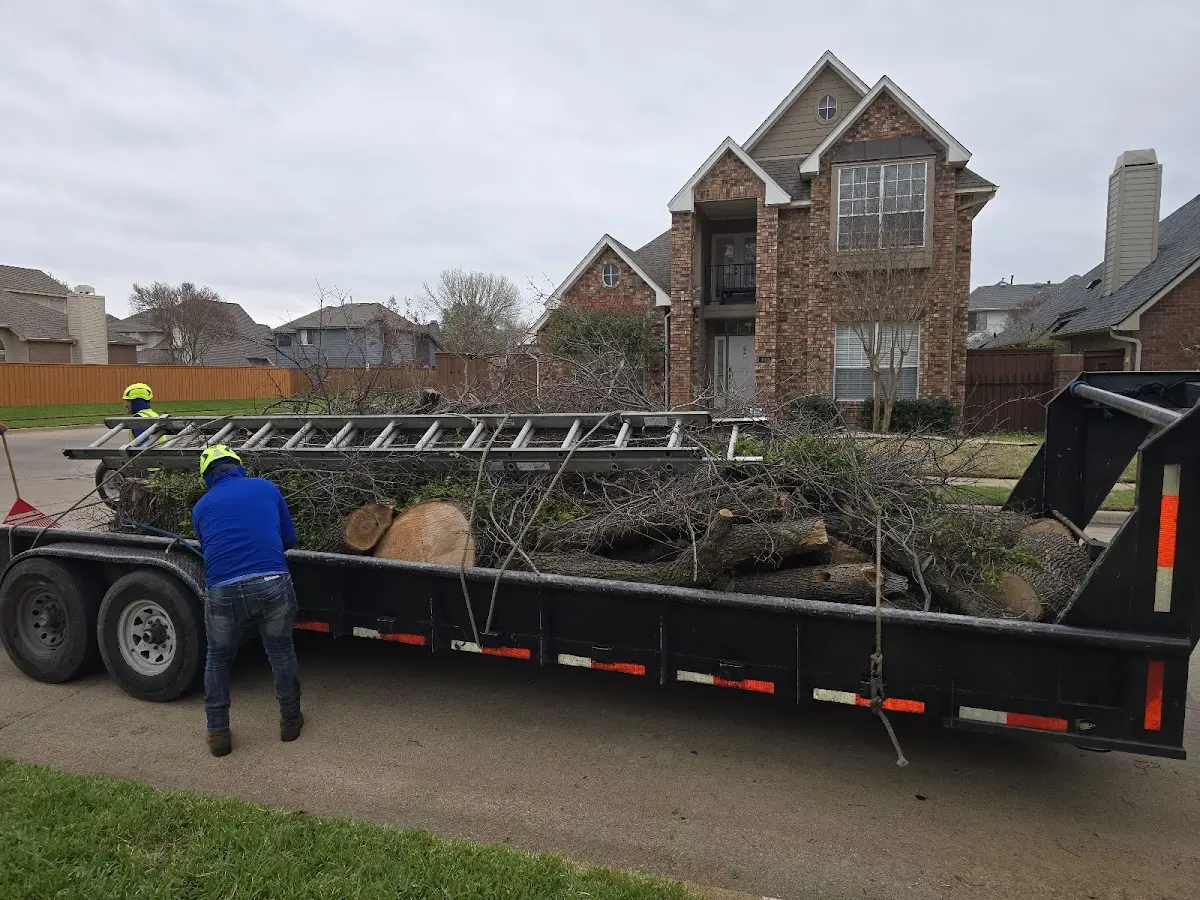 Expert Tree Removal with proper safety equipment in Willis Wharf
